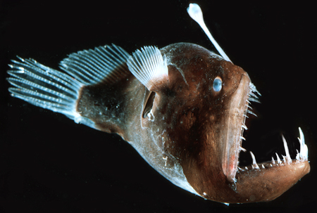 angler fish reproduction