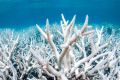 Coral-bleaching-on-the-great-barrier-reef-in-australia.jpg