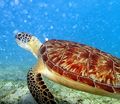 Sea turtle.JPG