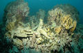 Reefcheck aceh coral1m.jpg