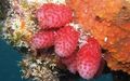 Strawberry tunicate-6210.jpg