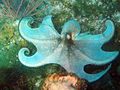 Creature-Caribbean-Reef-Octopus.jpg