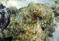 Caribbean Reef Octopus.jpg