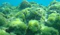Coral algae.jpg