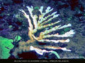 Coralbleaching.jpg