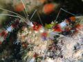 Banded-coral-shrimp.JPG