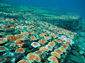 Corals-blog480.jpg