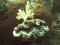 69.Giant Clam with sponge attached on Boulder Coral.jpg