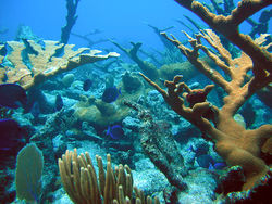 Coral Cover in The US Virgin Islands