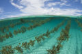 Seaweed.jpg