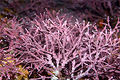 Branching-coralline-algae.jpg