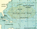 Bermuda sargasso.jpg