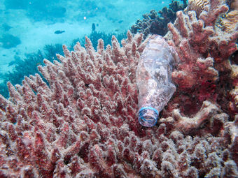Bottle in coral.jpg