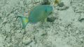 Stoplight-parrotfish-term-alvis.jpg