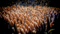 Biotech-finger coral spawning.png