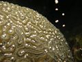 Brain Coral Spawn.jpg