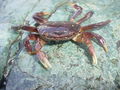 Crabs.jpg