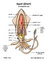 Squid diagram color72.jpg