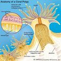 Coral-polyp.jpg