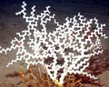 Madrepora oculata.jpg