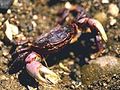 Purple shore crab.jpg