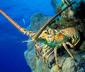 Key-West-Seafood-Direct-Spiny-Lobster-Fresh-Whole-Live-Season-462x392.jpg