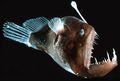 Anglerfish reproduction.jpg