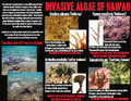 Invasive algae.png