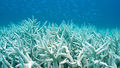 CoralBleaching.jpeg