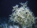 Leiopathes glaberrima black coral.jpg