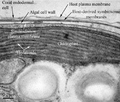Subcellular.png